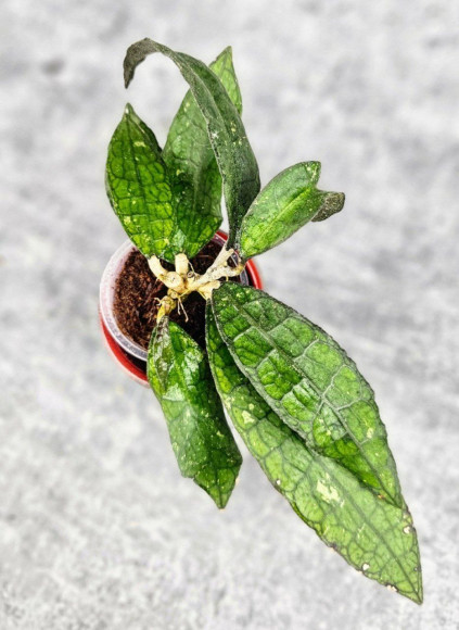Hoya Clemensiorum Crocodile #001 