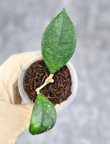 Hoya Clemensiorum Sarawak #002   