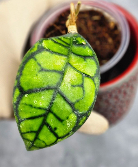 Hoya Calistophylla Sp Tabalong  