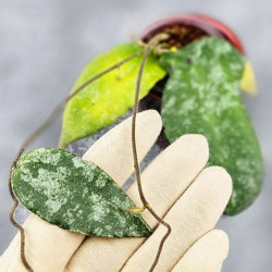 Hoya Caudata Aceh High Splash    