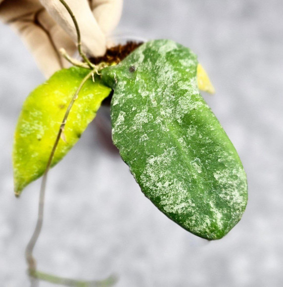 Hoya Caudata Aceh High Splash    