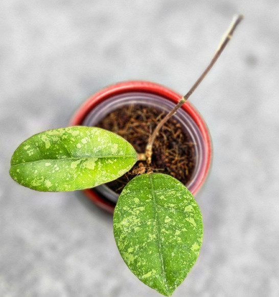 Hoya Sp Kalbar 