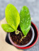 Hoya Rintzii Borneo  