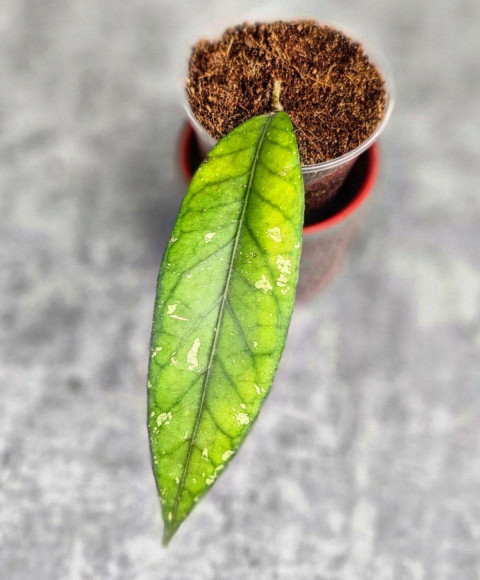 Hoya Sp.Aceh No Id Hoya Sp.Aceh No Id