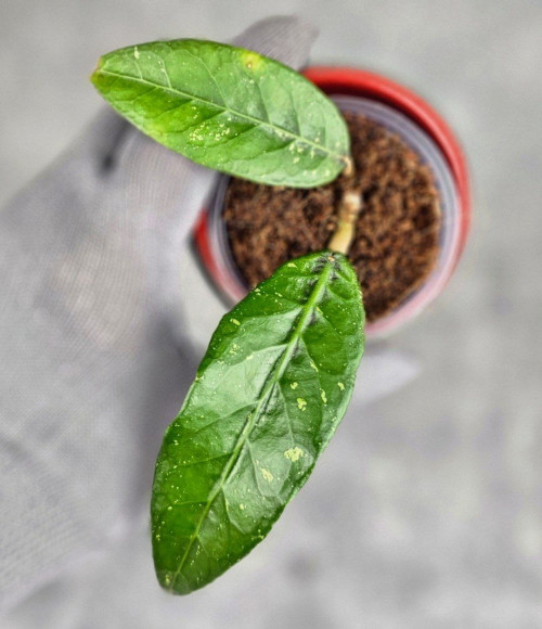 Hoya Sp Aceh PW 007 Hoya Sp Aceh PW 007