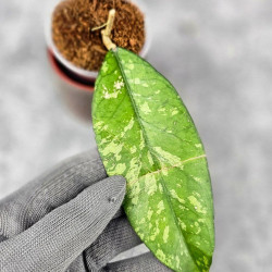 Hoya Sp. Aceh Kedah Splash 