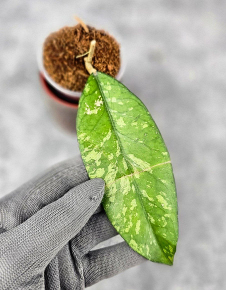 Hoya Sp. Aceh Kedah Splash 