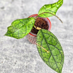 Hoya Clemensiorum Aceh #012                             