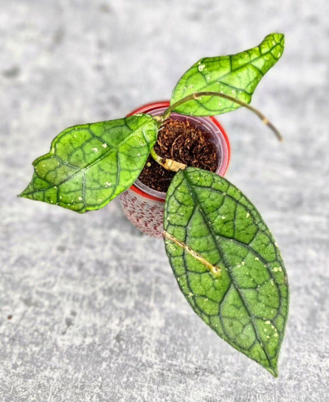 Hoya Clemensiorum Aceh #012                             