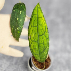 Hoya Clemensiorum Aceh ar #029