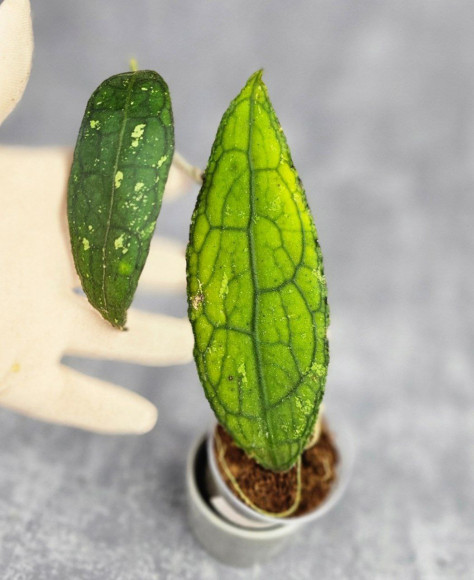 Hoya Clemensiorum Aceh ar #029