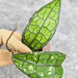 Hoya Clemensiorum Crocodile #001  