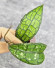 Hoya Clemensiorum Crocodile #001  