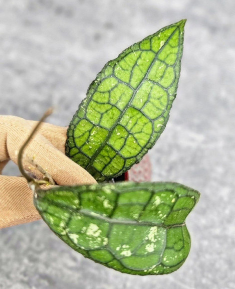 Hoya Clemensiorum Crocodile #001  
