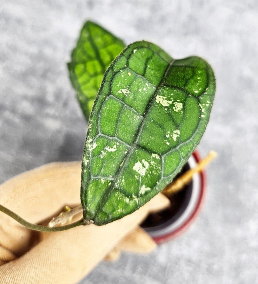 Hoya Clemensiorum Crocodile #001 Hoya Clemensiorum Crocodile #001