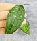 Hoya Clemensiorum Crocodile #001  