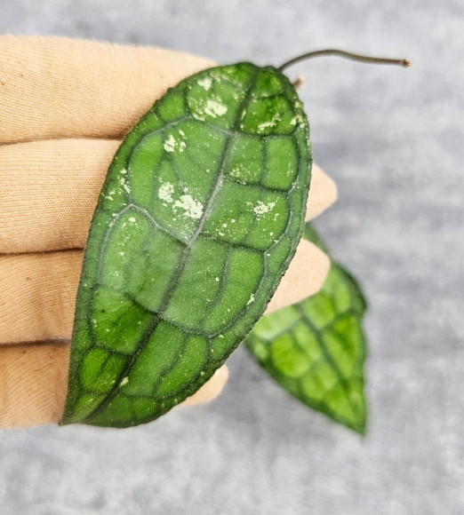 Hoya Clemensiorum Crocodile #001 Hoya Clemensiorum Crocodile #001