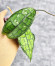 Hoya Clemensiorum Crocodile #001  