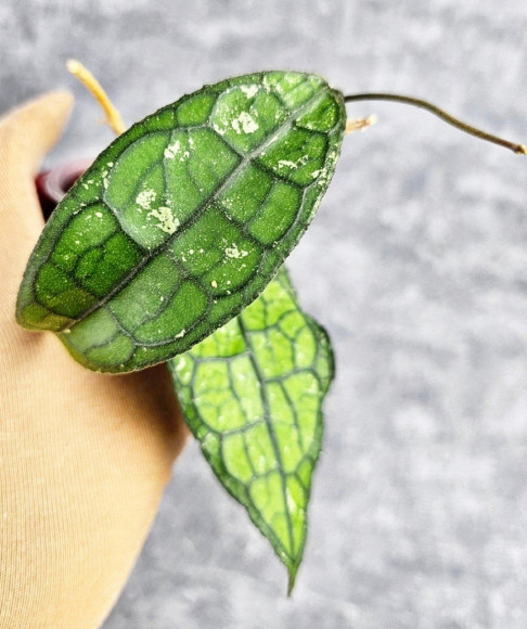 Hoya Clemensiorum Crocodile #001 Hoya Clemensiorum Crocodile #001