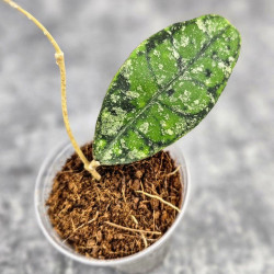 Hoya Calistophylla Sp Tabalong   