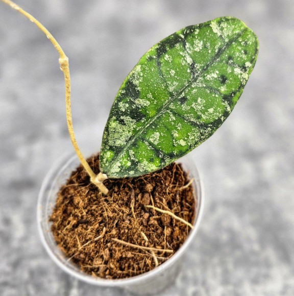 Hoya Calistophylla Sp Tabalong Hoya Calistophylla Sp Tabalong