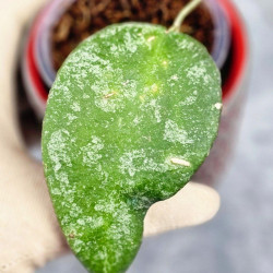 Hoya Caudata Aceh High Splash 