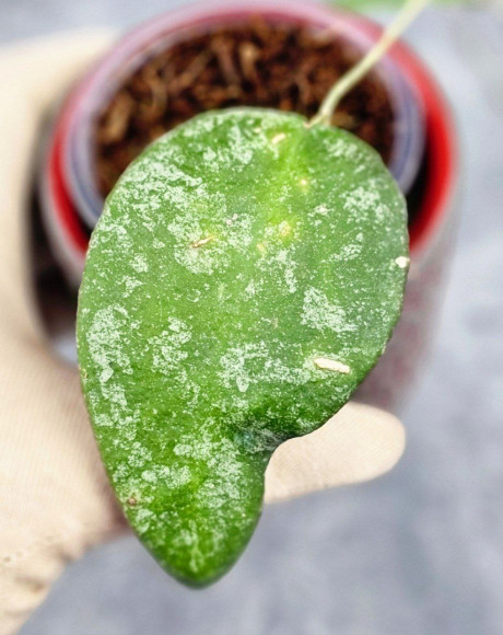 Hoya Caudata Aceh High Splash 