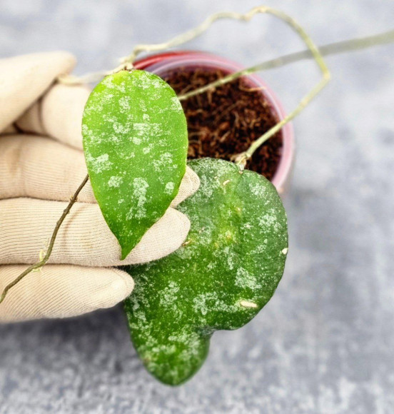 Hoya Caudata Aceh High Splash 