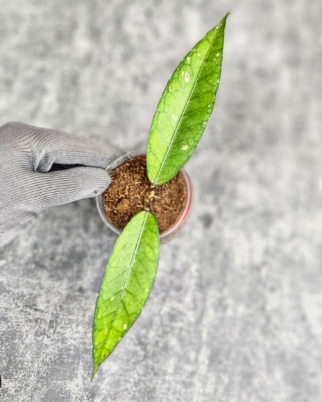 Hoya Sp.Aceh No Id Hoya Sp.Aceh No Id