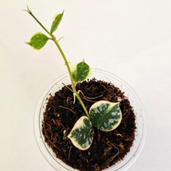 Hoya Curtisii Albo