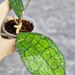 Hoya Clemensiorum Aceh #012                              