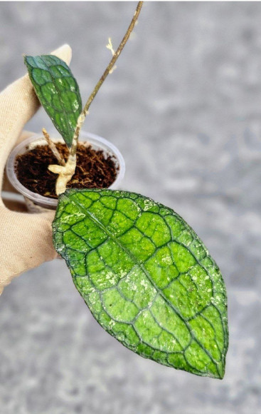 Hoya Clemensiorum Aceh #012                              