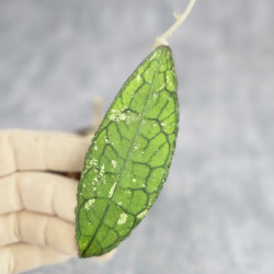 Hoya Clemensiorum Aceh ar #030