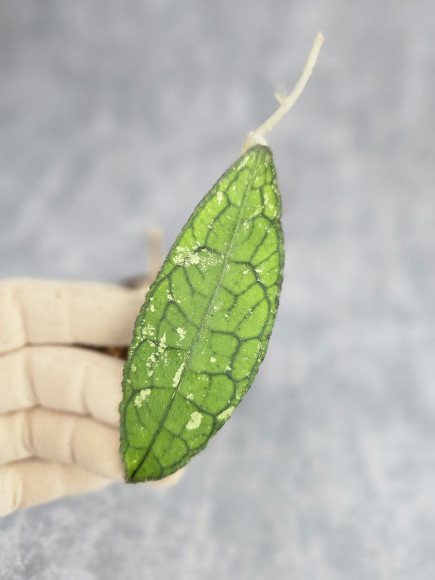 Hoya Clemensiorum Aceh ar #030 Hoya Clemensiorum Aceh ar #030