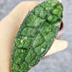 Hoya Clemensiorum Crocodile #001   