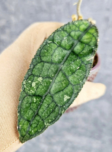 Hoya Clemensiorum Crocodile #001   