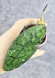 Hoya Clemensiorum Crocodile #001   