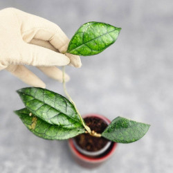 Hoya Clemensiorum Sarawak #002   