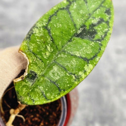 Hoya Calistophylla Splash