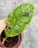 Hoya Calistophylla Splash