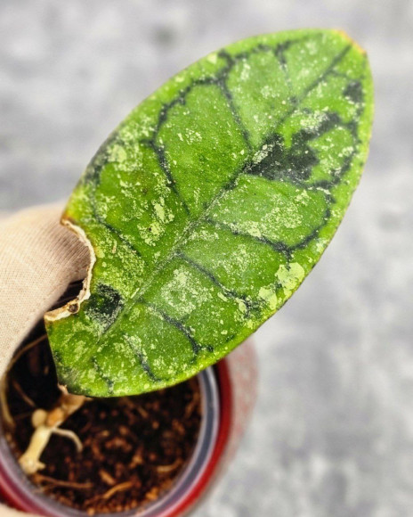 Hoya Calistophylla Splash