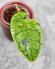 Hoya Calistophylla Splash
