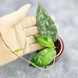 Hoya Caudata Aceh High Splash 