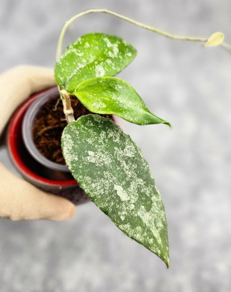 Hoya Caudata Aceh High Splash 