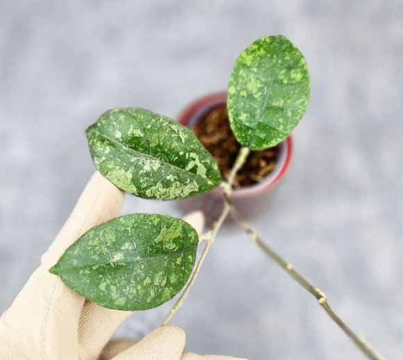 Hoya Sp Kalbar 