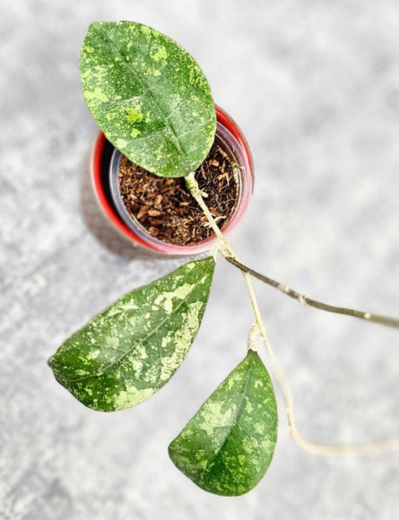 Hoya Sp Kalbar Hoya Sp Kalbar