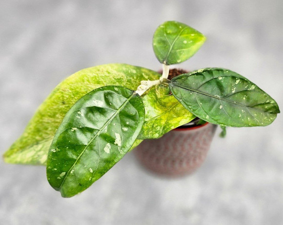 Hoya Takengong #02 Hoya Takengong #02