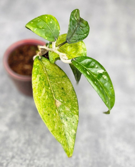 Hoya Takengong #02 Hoya Takengong #02