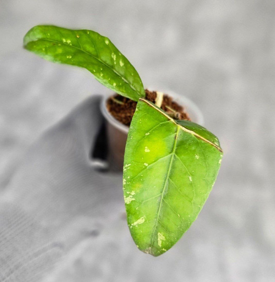 Hoya Sp Aceh PW 007 Hoya Sp Aceh PW 007