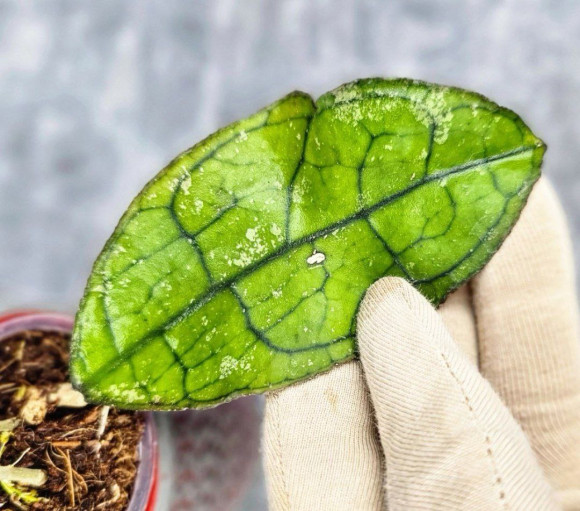 Hoya Clemensiorum Aceh #013                               